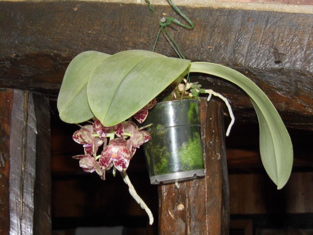 Phalaenopsis gigantea Mqxodl