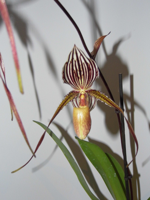 Paphiopedilum Saint Swithin Oa1g3n