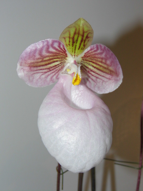 Paphiopedilum micranthum Oe4c0i