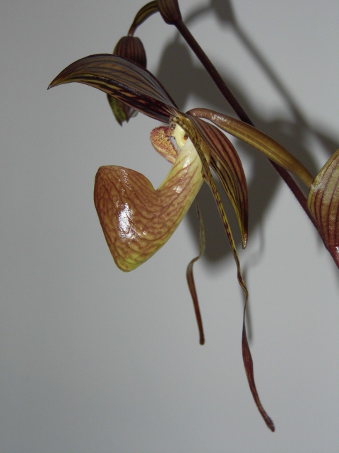 Paphiopedilum Alfred Schmidt Saqoyq