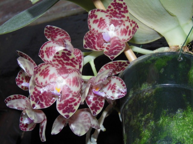 Phalaenopsis gigantea Wmq0b5