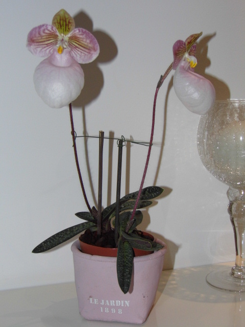 Paphiopedilum micranthum X50df8