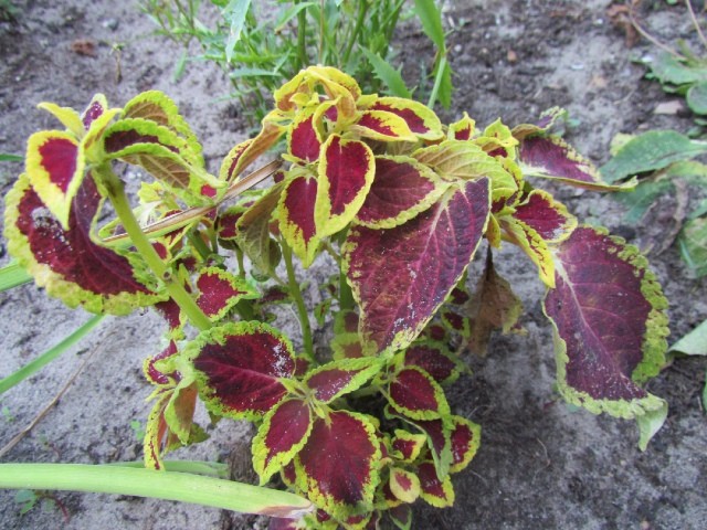 coleus - Page 2 11qdba