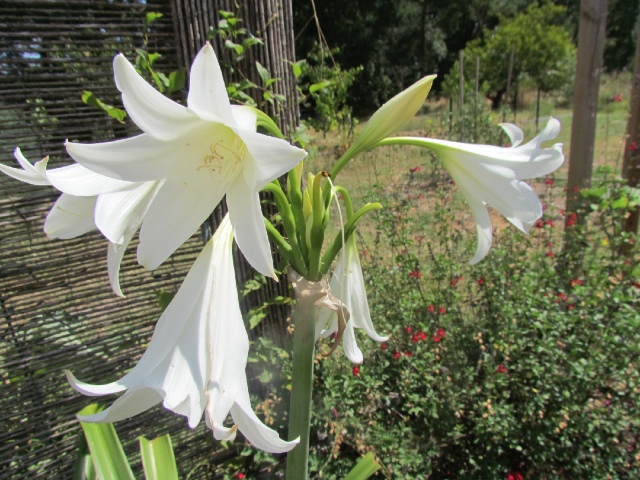 crinum powellii - Page 2 Ogdtww