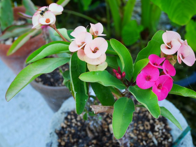 les plantes à droite à gauche! Kxyfon