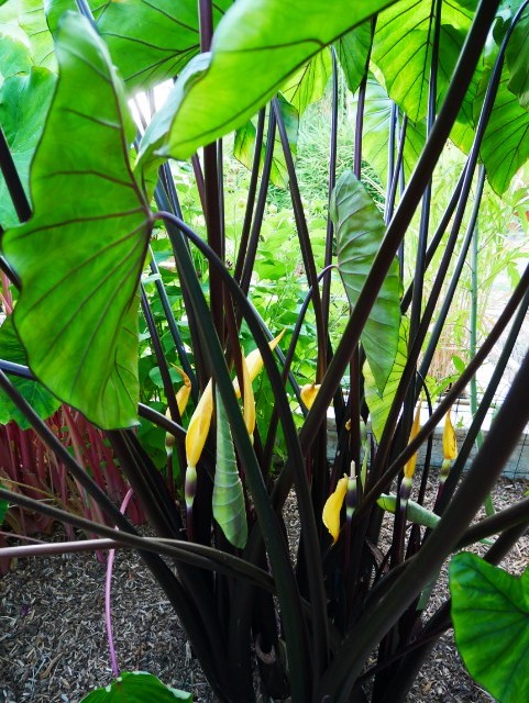 les plantes à droite à gauche! Z1oker