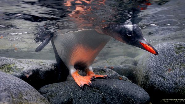 Một cuộc thi sắc đẹp dưới đáy đại dương Gentoo-Penguin