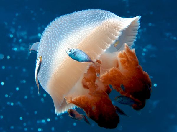Một cuộc thi sắc đẹp dưới đáy đại dương Mosaic-Jellyfish