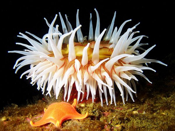 Một cuộc thi sắc đẹp dưới đáy đại dương White-Anemone-and-Sea-Star