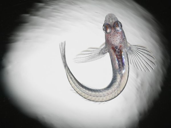 Một cuộc thi sắc đẹp dưới đáy đại dương Translucent01-blenny-fish