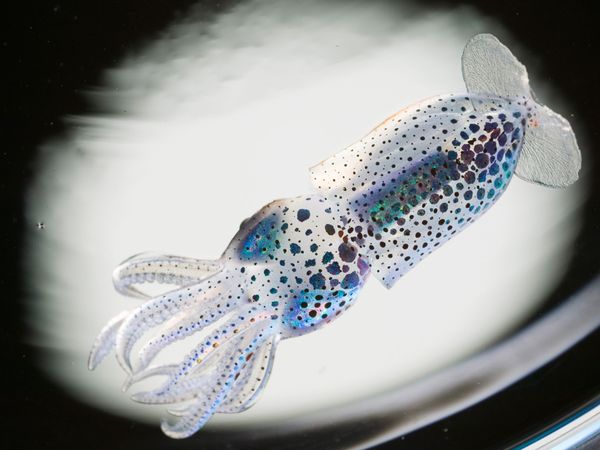 Một cuộc thi sắc đẹp dưới đáy đại dương Translucent05-larval-squid_17672_600x450