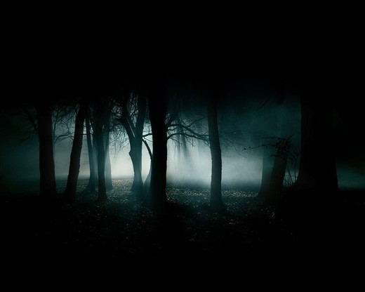 Bộ sưu tập dành cho những người thích bóng tối! Forest-trees-scenery-fog-dark-forest-night