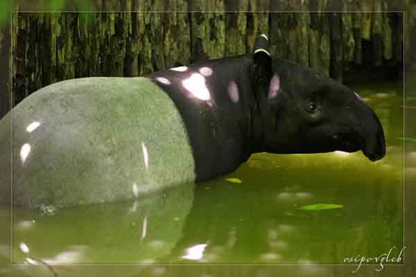 Amazonska prašuma AmazonRainforest-24