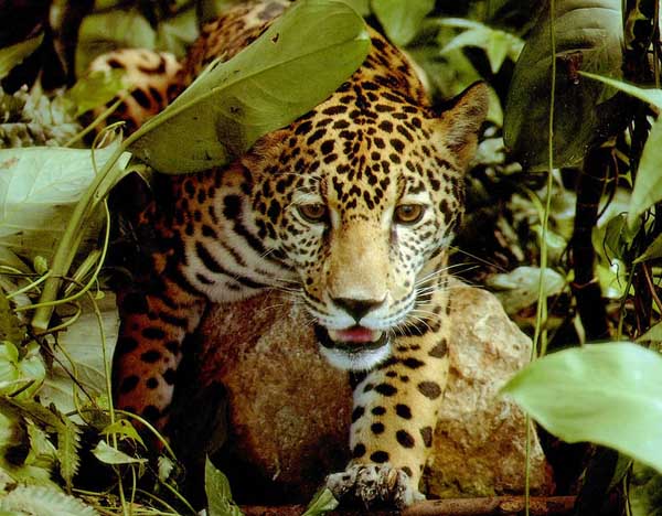 Amazonska prašuma AmazonRainforest-36