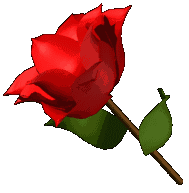 الف الف مليون مبروك Rose4l1