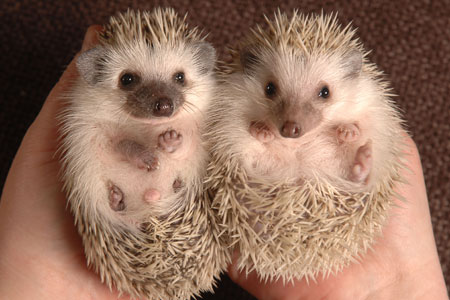 مما قرأت واعجبني ..! HedgehogBNPS_450x300