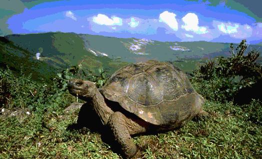 Geochelone nigra (Tortue géante des Galápagos ) Tortue%20g%E9ante%20des%20galapagos