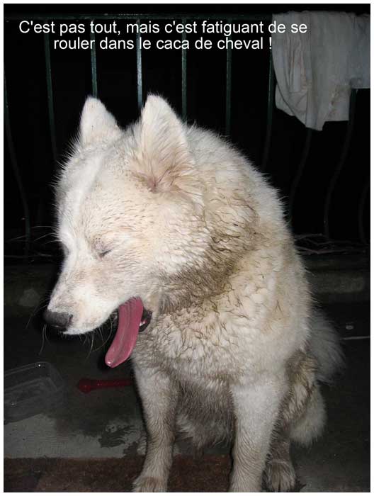 Un chien Blanc à la ferme ....... Baillement