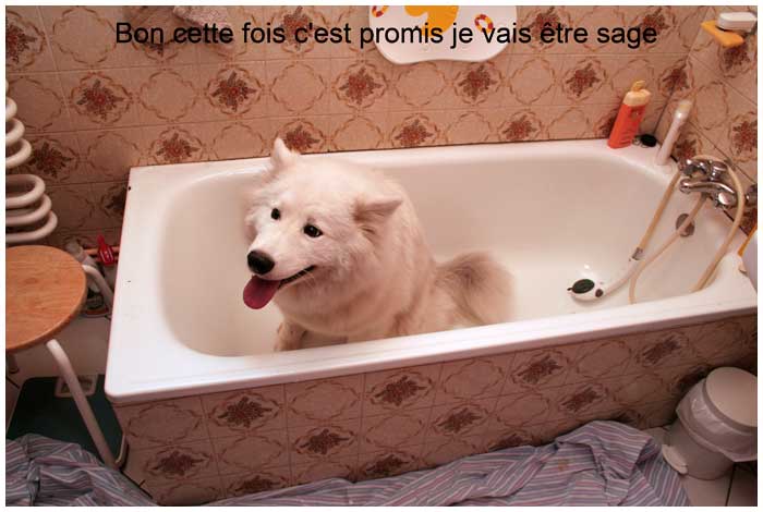 Un chien Blanc à la ferme ....... Dans-la-baignoire