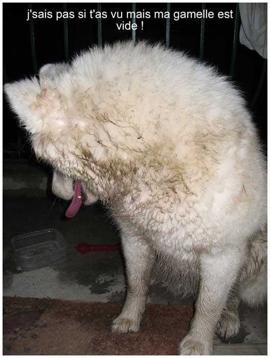 Un chien Blanc à la ferme ....... Gamelle-vide