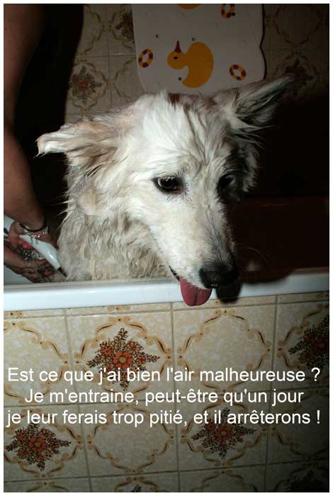 Un chien Blanc à la ferme ....... Malheureuse