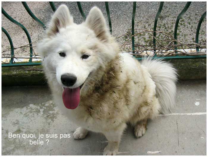 Un chien Blanc à la ferme ....... Purrin-jour-1