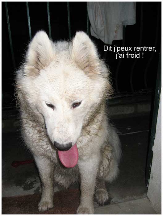 Un chien Blanc à la ferme ....... Rentrer