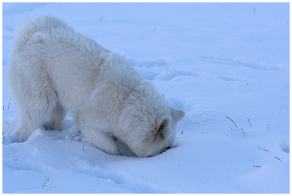 Ca y est ! Elle a vu la neige !!! 6