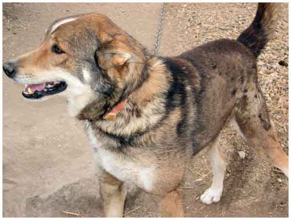 84 -  Prost x berger/husky 7 ans Prost%202