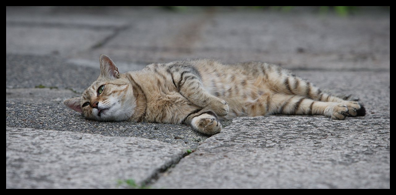 Prunelle Felis - Jeune Chatte Domestique Xa9u9309