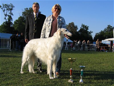 Ruski hrt,  Borzoi, Russian wolfhound, RUSSKAYA PSOVAYA BORZAYA - Page 2 18-GR10-barsoi-metel