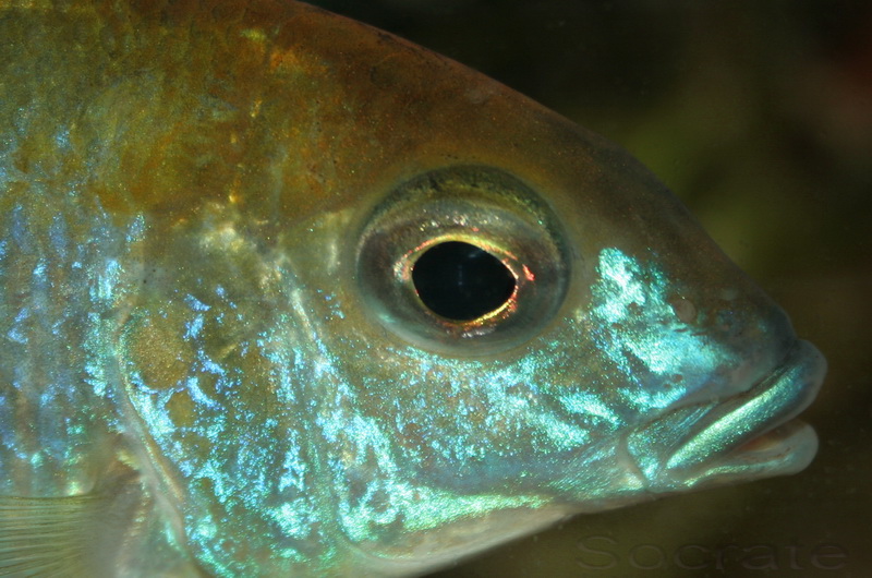 Tirez le portrait de vos poissons IMG_5996