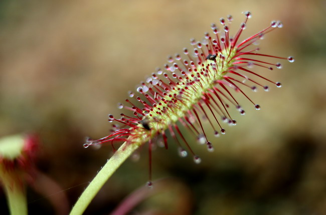 "les artistes, photos en tous genre" Drosera