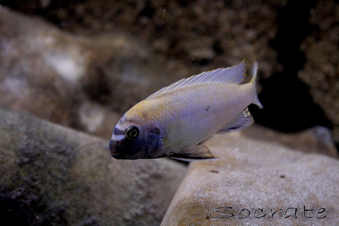 Pseudotropheus sp Polit Lions Cove Pseudotropheus%20sp%20polit