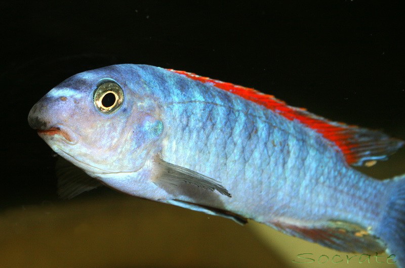 Labeotropheus Trewavasae Th