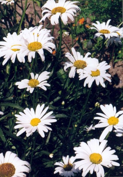 Fleurs en image Marguerite1