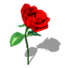 Gifs Roses - Page 6 Roses046