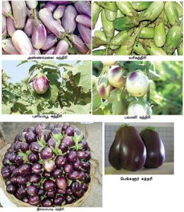 கத்தரிக்காய் பேசுகிறேன். Diff_brinjal-261x300