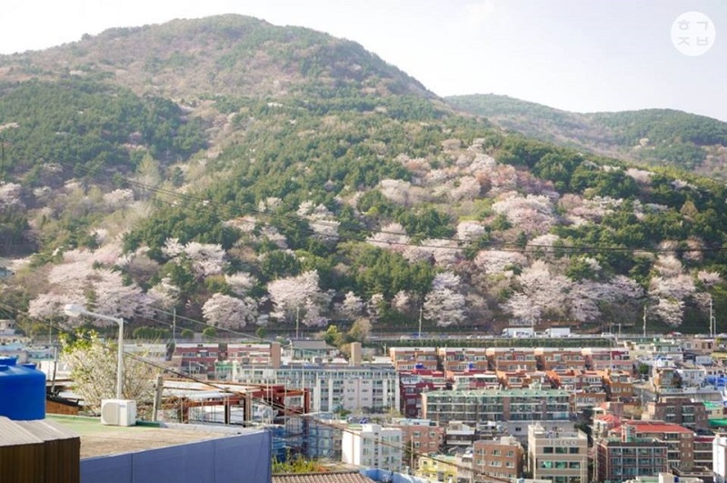 Hàn Quốc đẹp tựa xứ sở thần tiên mùa anh đào nở Hoa-anh-dao-tai-han-quoc-2