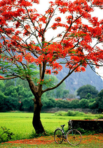 mùa hạ .... Hoa-phuong_500