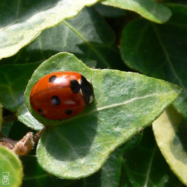 Une demande, une rponse Coccinelle01