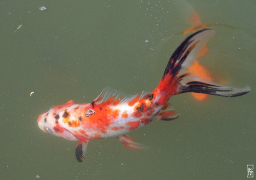 Un poisson rouge très mal en point Poisson03