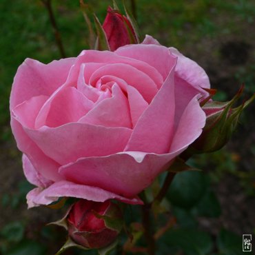  هل أنت زهرة أم لؤلؤة؟  Rose06