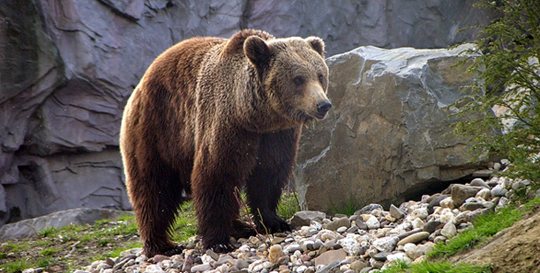 Deportes de contacto Oso