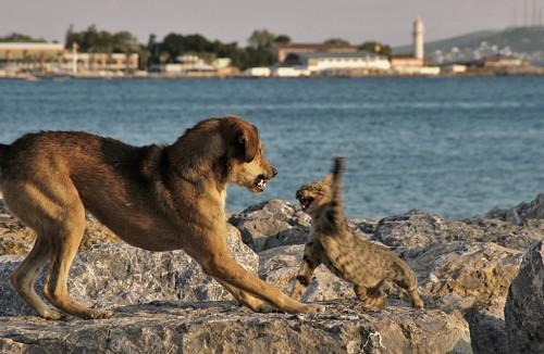 Como el perro y el gato 1250362046157661