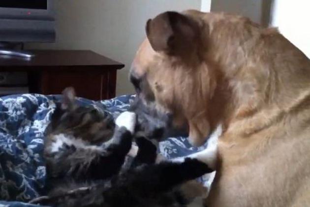 Como el perro y el gato Dog-and-cat-fight