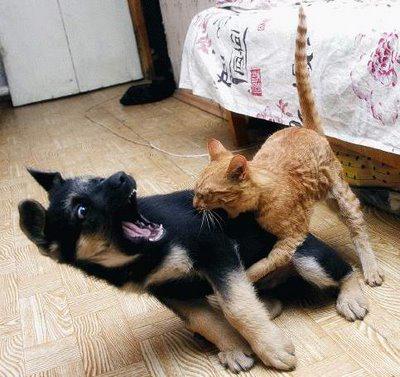 Como el perro y el gato Cat-fight-dog