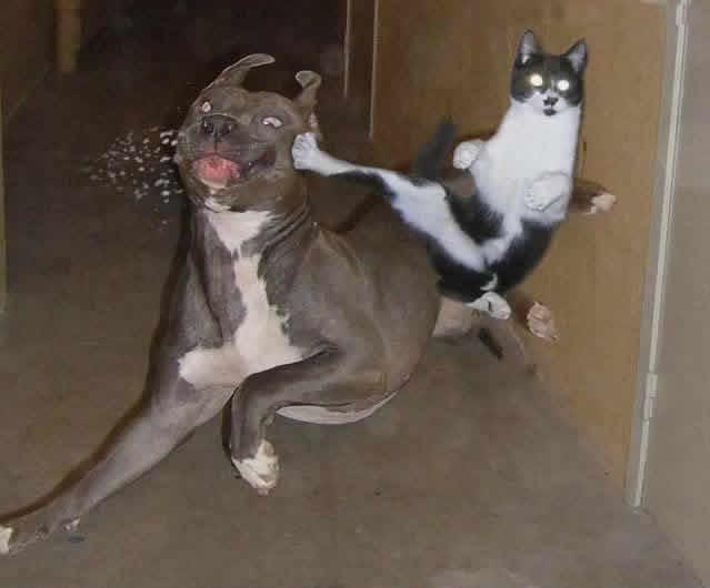 Como el perro y el gato Cat_dog_fight