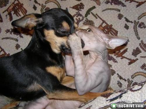 Como el perro y el gato Cats-dogs-fight-0