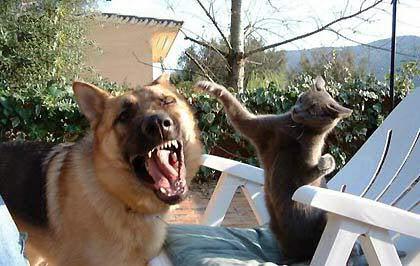 Como el perro y el gato Dog_cat_fight